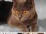 British Shorthair Alrune - Et lille billede jeg har redigeret i et billedprogram :)
