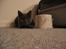 British Shorthair Alrune