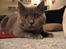 British Shorthair Alrune