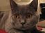 British Shorthair Alrune