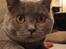 British Shorthair Alrune