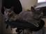 British Shorthair Alrune - Alrune med sin nye bedste ven, Røskva