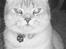 British Shorthair Silver