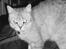 British Shorthair Silver