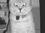 British Shorthair Silver