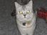 British Shorthair Silver