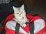 British Shorthair Silver