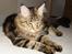 Maine Coon Belmicoon´s El´Dorro
