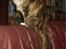 Maine Coon Nuser **R.I.P**