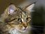 Maine Coon Vitha