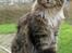 Maine Coon Vitha