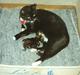 Blanding af racer Katja 1(R.I.P)