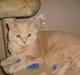 British Shorthair jazzie R.I.P 2009