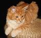 Maine Coon Frode