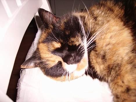 Blanding af racer Mette - mette missen billede 1