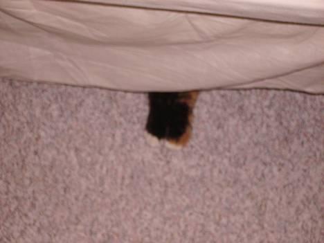 Blanding af racer Mette - <33 billede 2