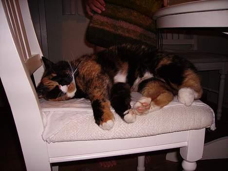 Blanding af racer Mette - <333 billede 3