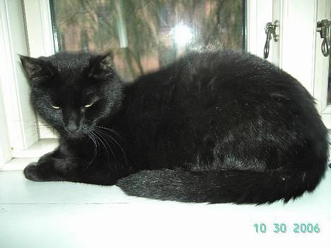 Europé bertram billede 1