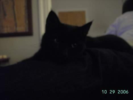 Europé bertram billede 2