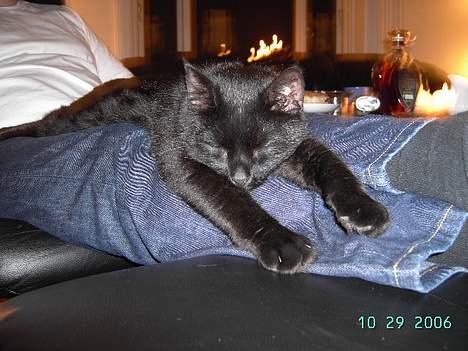 Europé bertram - Bertrams faste plads, i stolen billede 4