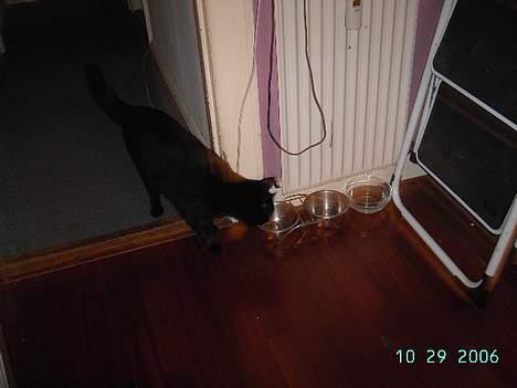 Europé bertram - mmhm tun ... sulten billede 5