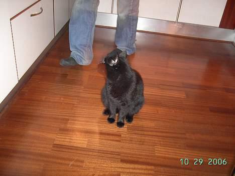 Europé bertram - venter på tun billede 6