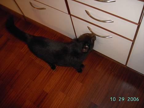 Europé bertram - jeg har bare fundet tunen i skuffen.... billede 7