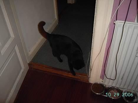 Europé bertram billede 8