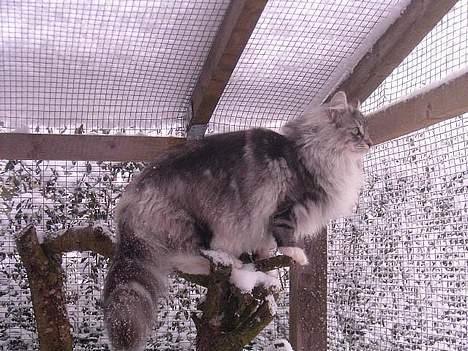 Norsk Skovkat DK Silver Heart's Chaia - Chaia i fuld vinterpels billede 2