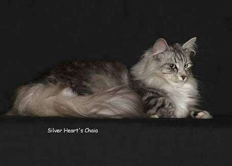 Norsk Skovkat DK Silver Heart's Chaia - lækker pige billede 3