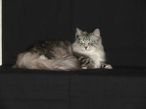 Norsk Skovkat DK Silver Heart's Chaia - beklager, men dette billede er meget stort billede 4