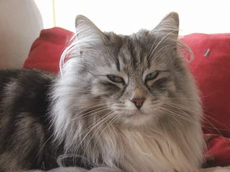 Norsk Skovkat DK Silver Heart's Chaia - nyder en dejlig solskinsdag billede 5