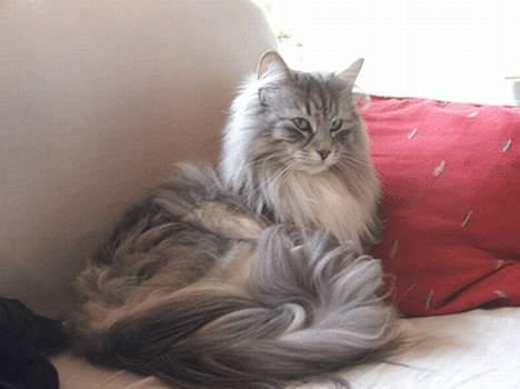 Norsk Skovkat DK Silver Heart's Chaia - nyder livet billede 6