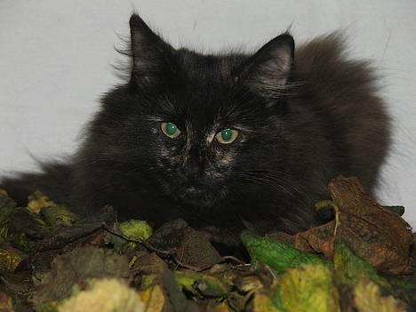 Norsk Skovkat DK Missies Papaya *SALG* - Her ser jeg IHVERTFALD sød ud - gør jeg ikke hva mor? billede 1