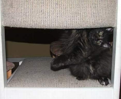 Norsk Skovkat DK Missies Papaya *SALG* - Hi hi se mig nu billede 2