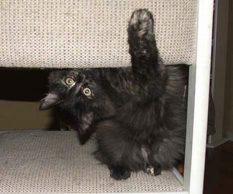 Norsk Skovkat DK Missies Papaya *SALG* - Jeg kan også stå på hovedet billede 3