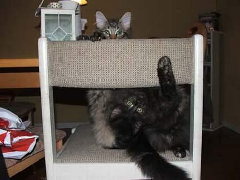 Norsk Skovkat DK Missies Papaya *SALG* - AAAAAAAaaiiiii flyt dig - det er MIN stol billede 4