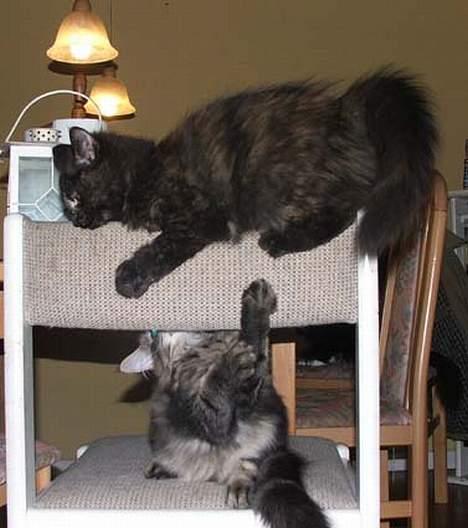 Norsk Skovkat DK Missies Papaya *SALG* - det er min - det er min - det er min... Jeg hopper altså på dig hvis du ikke flytter dig fra min stol billede 5