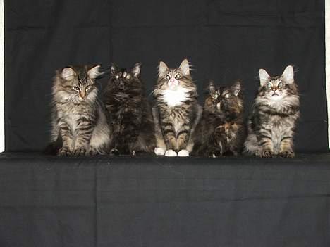 Norsk Skovkat DK Missies Papaya *SALG* - Ja her er jeg så med alle mine søskende. Jeg er selvfølgelig den smukkeste. Jeg er nr. 2 fra venstre billede 6