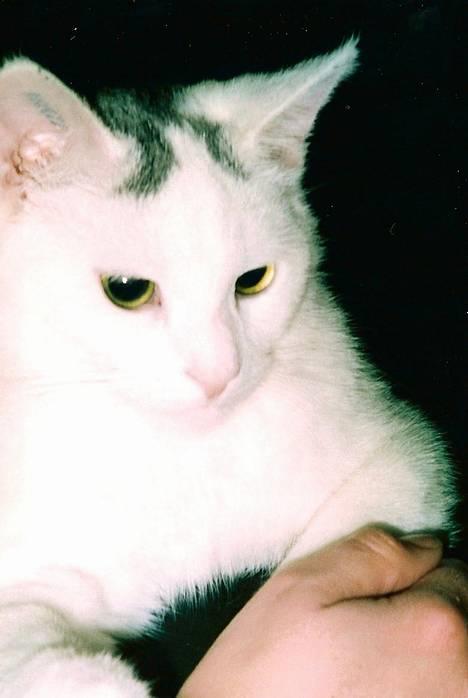 Huskat Samson R.I.P billede 3