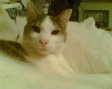 Huskat Herman R.I.P. 2008 billede 1