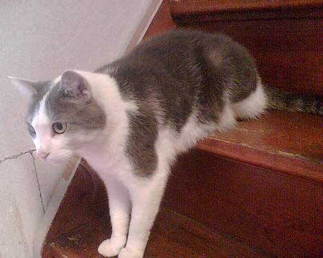 Huskat Herman R.I.P. 2008 billede 2