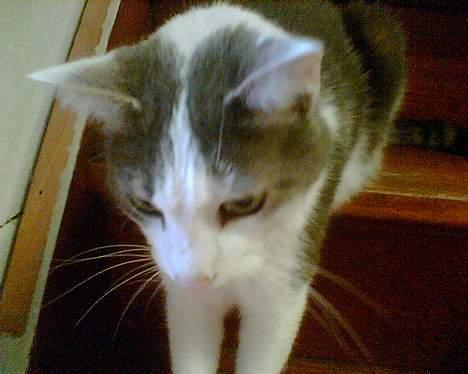 Huskat Herman R.I.P. 2008 billede 3