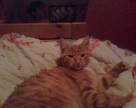 Huskat Mikkel (musse) aflivet  billede 3