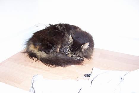 Blanding af racer Mie billede 2