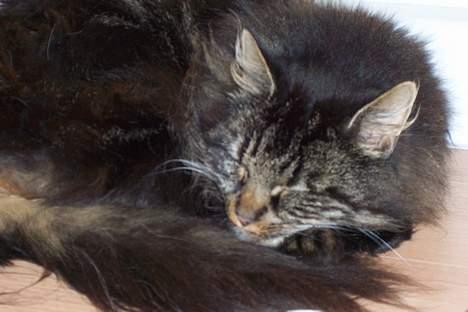 Blanding af racer Mie billede 3