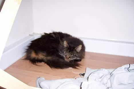 Blanding af racer Mie billede 4