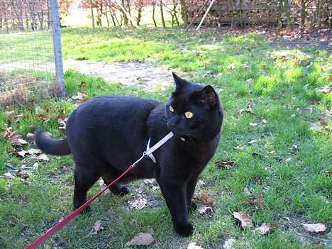 British Shorthair Amos - Amos på tur i sele. billede 1