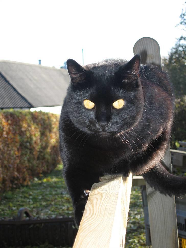 British Shorthair Amos - Her ligger man jo godt. billede 2