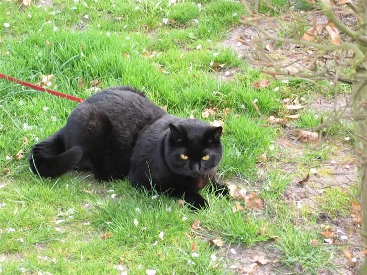 British Shorthair Amos - Jeg ligger da og nyder solen, kan du ikke se det ? billede 4